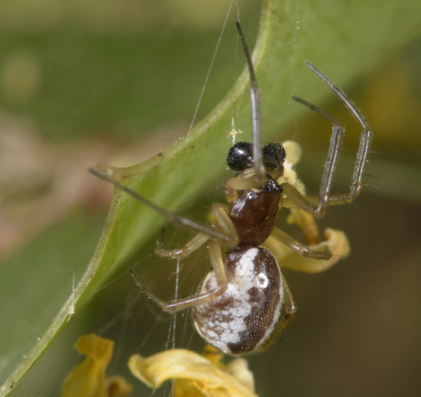 Frontinellina frutetorum, maschio subadulto - Novi Ligure (AL)